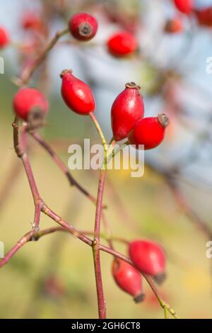 Die Hagebutten wachsen auf dem Baum, die Natur im Herbst, rote Früchte Stockfoto