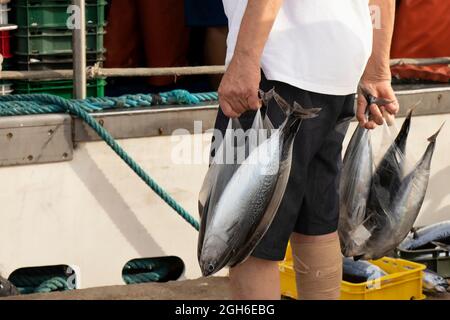 Tribunj, Kroatien - 4. August 2021: Person, die Plastiktüten mit frischem Atlantischen Bonito-Fisch hält, der gerade von den Fischern auf einem Dock gekauft wurde Stockfoto