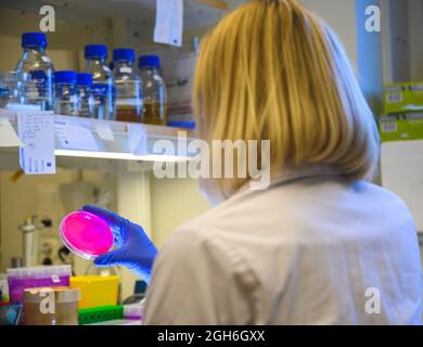 Europäische Wissenschaftlerin, die die Agarplatte für das Wachstum von Bakterienkulturen genau untersucht, indem sie in einem Labor in der Hand für die pharmazeutische Forschung hält Stockfoto