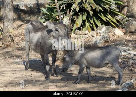 Wildlebende Zwergschweine (Phacochoerus africanus), mit Jungtieren in Namibia, Afrika. Stockfoto