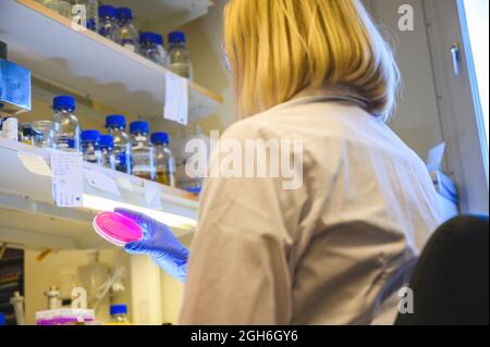 Europäische Wissenschaftlerin, die die Agarplatte für das Wachstum von Bakterienkulturen genau untersucht, indem sie die Hand für die medizinische Chemie-Forschung in einem Labor hält Stockfoto