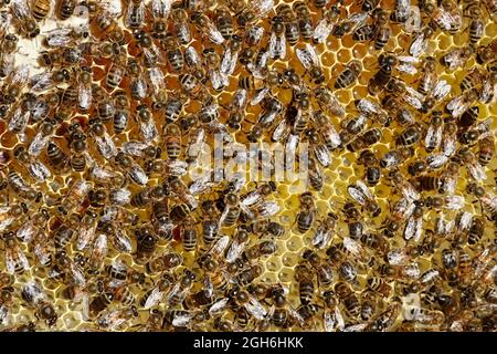 Stowmarket, Suffolk - 5. September 2021: Erhaltung der Bienenstöcke von buckfast Honigbienen. Bienenrahmen aus nächster Nähe. Stockfoto