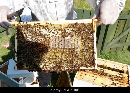 Stowmarket, Suffolk - 5. September 2021: Bienenzüchter bei der Arbeit, der Bienenstöcke von buckfast Honigbienen aufhält. Stockfoto