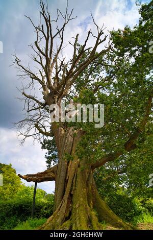 The Vyne, Tudor House Stockfoto