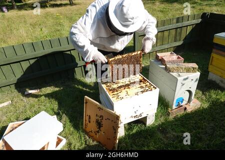 Stowmarket, Suffolk - 5. September 2021: Bienenzüchter bei der Arbeit, der Bienenstöcke von buckfast Honigbienen aufhält. Vorsichtig die mit Tausenden von Bienen beladenen Rahmen herausheben. Stockfoto