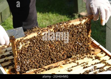 Stowmarket, Suffolk - 5. September 2021: Bienenzüchter bei der Arbeit, der Bienenstöcke von buckfast Honigbienen aufhält. Vorsichtig die mit Tausenden von Bienen beladenen Rahmen herausheben. Stockfoto
