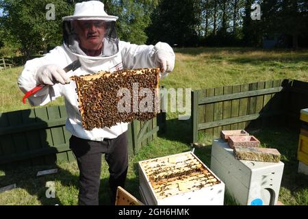 Stowmarket, Suffolk - 5. September 2021: Bienenzüchter bei der Arbeit, der Bienenstöcke von buckfast Honigbienen aufhält. Vorsichtig die mit Tausenden von Bienen beladenen Rahmen herausheben. Stockfoto