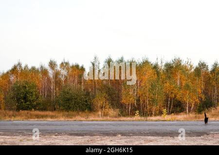 Unschärfe 13 freitag Hintergrund. Schwarze Katze, um eine Straße zu überqueren. Gelbe oktoberbirke. Halloween-Konzept. Speicherplatz kopieren. Nicht fokussiert. Stockfoto