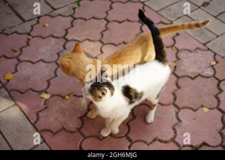 Zwei Katzen gehen zusammen, ihre Körper lehnen sich aneinander. Weiß gefleckte Katze und Ingwerkatze gehen an einem sonnigen Herbsttag. Stockfoto