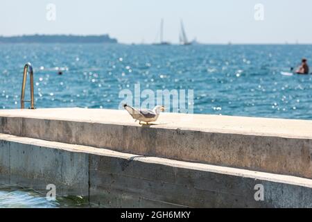 Möwen schlucken frischen gefangenen Fisch auf Beton Pier, wunderschöne türkisfarbene Meer Hintergrund. Stockfoto