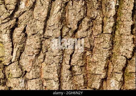 Die Textur aus der Rinde des Baumes, die senkrechte natürliche Textur aus der Rinde des jungen Baumes. Neu Stockfoto