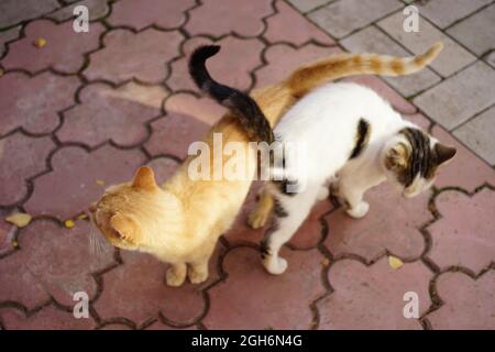 Weiß gefleckte Katze und Ingwerkatze umarmen und gehen an einem sonnigen Herbsttag. Stockfoto