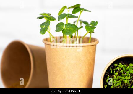 Nahaufnahme von Microgreens. Junge grüne Sprossen für Nahrung in Papierbecher. Diät-Essen. Kräuteranbau. Gesundes Esskonzept im hellen Hintergrund.Umweltfreundlich Stockfoto