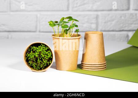 Microgreen Pflanzen in Papier Öko-Cup. Junge grüne Sprossen wachsen. Gesunde Ernährung Konzept. Heller Backstein-Hintergrund. Copyspace, Umweltfreundliches Thema Stockfoto