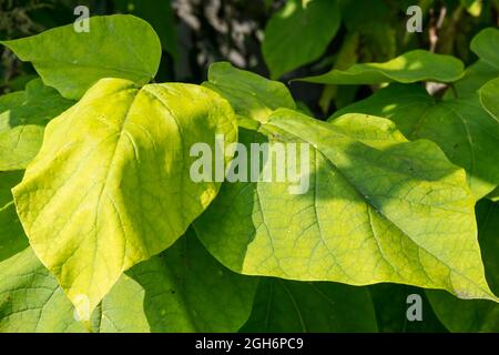 Die großen Blätter eines indischen Bohnenbaums, Catalpa bignonioides. Stockfoto