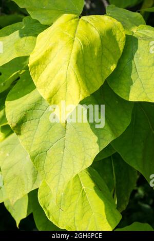 Die großen Blätter eines indischen Bohnenbaums, Catalpa bignonioides. Stockfoto