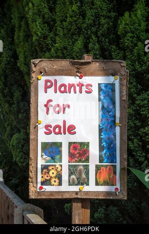 Pflanzen zum Verkauf Zeichen im Garten des Hauses in Norfolk Dorf. Stockfoto
