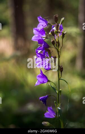 Wandern im Waldviertel, Österreich - Pfirsich-blättrige Glockenblume (Campanula persicifolia) Stockfoto