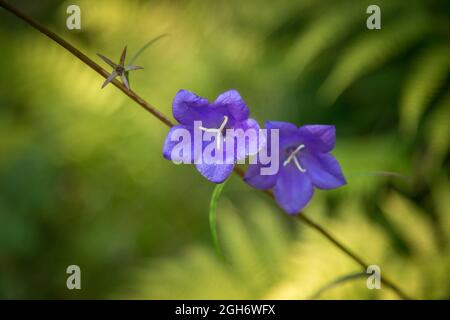 Wandern im Waldviertel, Österreich - Pfirsich-blättrige Glockenblume (Campanula persicifolia) Stockfoto