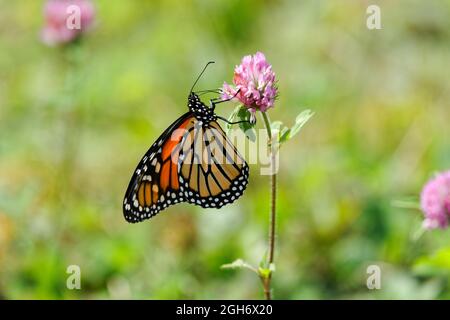 Monarch Schmetterling auf einer Kleeblatt Blume. Quebec, Kanada. Stockfoto