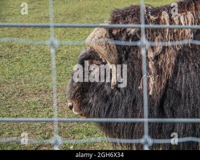 Muskox (Ovibos moschatus) mit vergießender Qiviut-Wolle hinter einem Zaun in Fairbanks, Alaska. Stockfoto