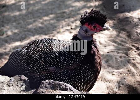 Haubenguineaflut (gutta pucherani) aus der Nähe. Porträt eines gefleckten Vogels Stockfoto