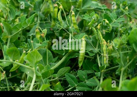 Natürliche Bio-Erbsen in Schoten reifen im Garten Stockfoto