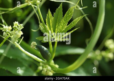 Nahaufnahme einer südamerikanischen Achocha-Füllung Gourd ( Cyclanthera pedata ), deren gurkenförmige Früchte essbare Früchte haben Stockfoto