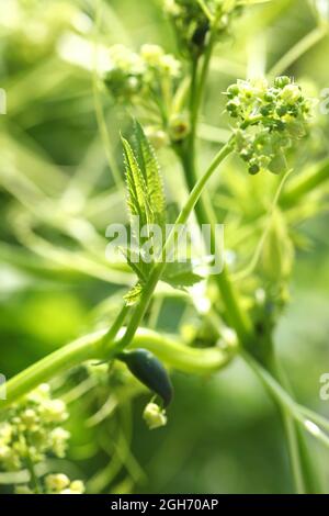 Nahaufnahme einer südamerikanischen Achocha-Füllung Gourd ( Cyclanthera pedata ), deren gurkenförmige Früchte essbare Früchte haben Stockfoto