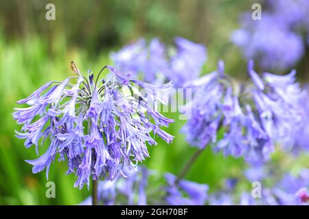 Nahaufnahme der Afrikanischen Lilie/Agapanthus africanus-Sorte „Loch Hope“ Stockfoto