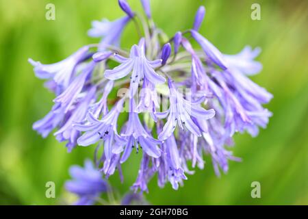 Nahaufnahme der Afrikanischen Lilie/Agapanthus africanus-Sorte „Loch Hope“ Stockfoto