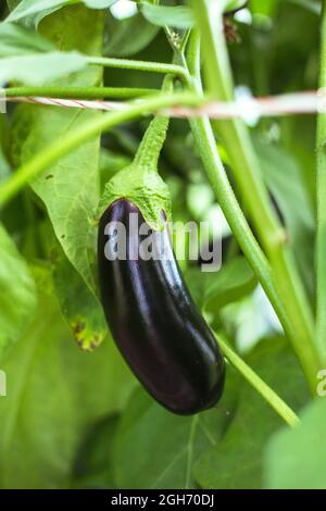 Aubergine auf einem Zweig in einem Gewächshaus. Stockfoto