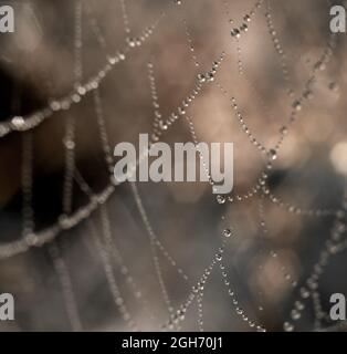 Kleine Wassertropfen auf einem Spinnennetz Stockfoto