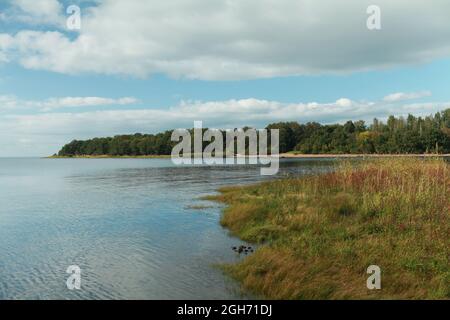 seeufer, gelbes Gras, Wald am Horizont, Wolken spiegeln sich im blauen Wasser schöne Herbstlandschaft Stockfoto