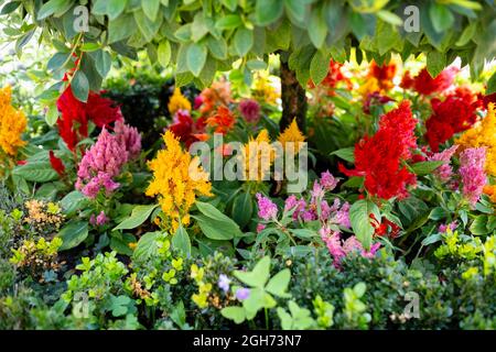 Blüten von Celosia argentea, allgemein bekannt als der gefiederte Hahnenkamm oder der silberne Hahnenkamm. Stockfoto