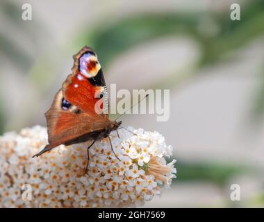 Ein europäischer Pfauenfalter, Aglais io, der sich von Nektar aus Buddleja-Blumen ernährt. Flacher freiheitsgrad, Fokus auf das Auge des Schmetterlings. Stockfoto