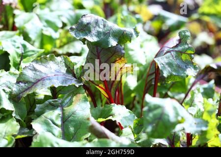 Nahaufnahme von farbenprächtiger, dunkelroter, geäderter Blattfärbung von Rote Beete ( Beta vulgaris) „Woden“ Stockfoto