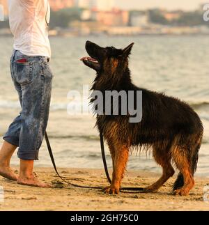 Hundebesitzerin mit seinem langhaarigen Schäferhund trainiert am Strand Stockfoto