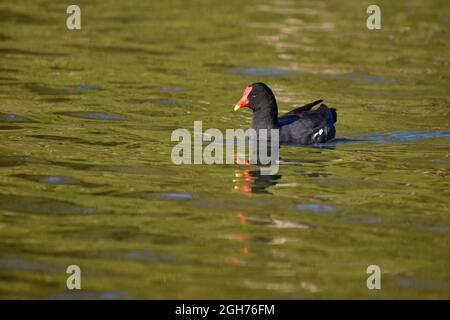 Die Gallinula galeata schwimmt auf dem lago de las regatas in der Stadt Buenos Aires Stockfoto