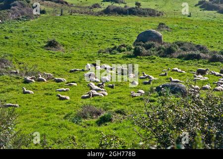 Dies ist das Valle della Lune, Tal des Mondes, im Nordwesten Sardiniens. Es liegt in der Nähe der Stadt Aggius und ist ein landwirtschaftlich anbautes Gebiet Stockfoto