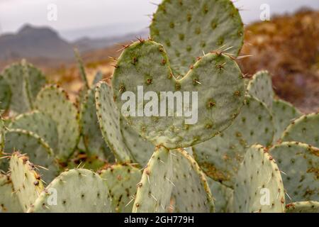 Herz-Kaktus verzweigt sich auf Kaktus mit Kaktus aus Kaktus im Big Bend National Park Stockfoto