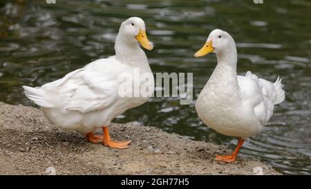 Zwei Weiße Pekin-Enten, Die Hangen. Stow Lake, San Francisco, Kalifornien. Stockfoto