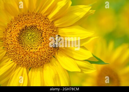 Die gewöhnliche östliche Bumblebee, Bombus impatiens, sammelt Pollen in einem schönen Feld von gelben Sonnenblumen. Stockfoto