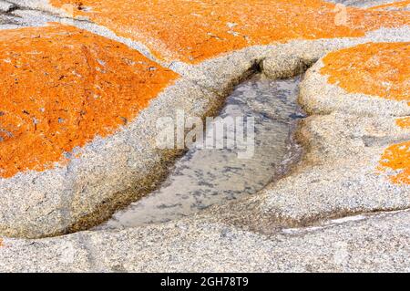 Orangefarbene, mit Flechten bedeckte Granitfelsen in Bay of Fires - The Gardens, Tasmanien, Australien Stockfoto