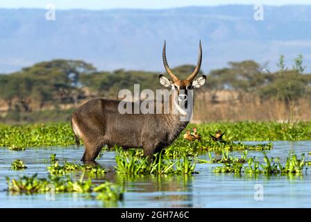 Einstünder Wasserbock im Wasser. Stockfoto