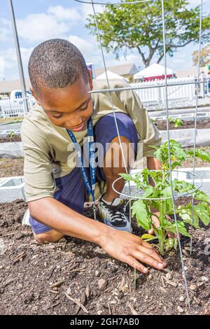 Miami Florida, Liberty City, öffentlicher Wohnungsgemeindegarten, Schwarzer Junge männliche Student Tomaten Pflanzen Garten Stockfoto