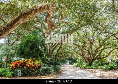 Vero Beach Florida, North Hutchinson Orchid Island, Ladybug Lane leben Eichen Bäume Baumdach Stockfoto