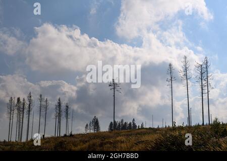 Oberharz Am Brocken, Deutschland. September 2021. Tote Nadelbäume stehen auf einer gerodeten Fläche. Die Dürre von 2019 und 2020 und der Rindenkäfer hatten einen großen Teil der Fichten im Harz zum Tode gebracht. Nun werden die abgestorbenen Holzflächen geräumt und das Holz transportiert. Quelle: Klaus-Dietmar Gabbert/dpa-Zentralbild/ZB/dpa/Alamy Live News Stockfoto