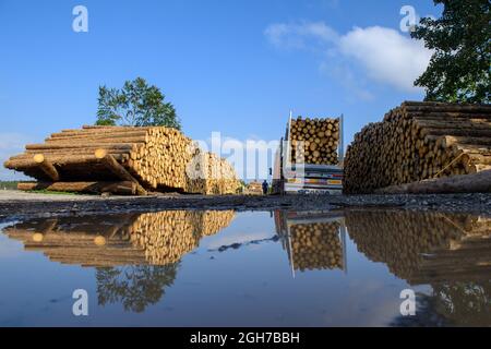 Oberharz Am Brocken, Deutschland. September 2021. Ein mit Holzstämmen beladener LKW steht neben gefällten und gestapelten Holzstämmen. Die Dürre von 2019 und 2020 und der Rindenkäfer hatten einen großen Teil der Fichten im Harz zum Tode gebracht. Nun werden die abgestorbenen Holzflächen geräumt und das Holz transportiert. Quelle: Klaus-Dietmar Gabbert/dpa-Zentralbild/ZB/dpa/Alamy Live News Stockfoto