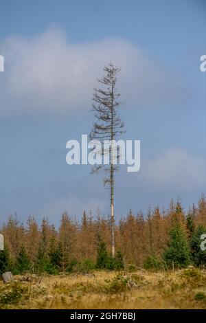 Oberharz Am Brocken, Deutschland. September 2021. Tote Nadelbäume stehen auf einer gerodeten Fläche. Die Dürre von 2019 und 2020 und der Rindenkäfer hatten einen großen Teil der Fichten im Harz zum Tode gebracht. Nun werden die abgestorbenen Holzflächen geräumt und das Holz transportiert. Quelle: Klaus-Dietmar Gabbert/dpa-Zentralbild/ZB/dpa/Alamy Live News Stockfoto